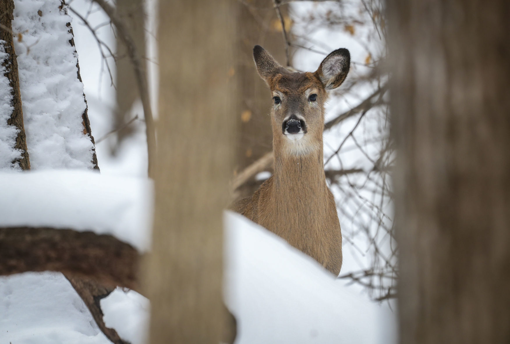 012319-qct-qca-deerhunt-008